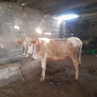 ۱راس گوساله ماده دورگ