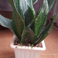 سانسوریا سیلور فلیم