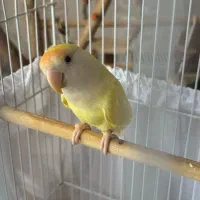 طوطی برزیلی ماده|پرنده|کرج, ساماندهی|دیوار