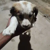 ناناس