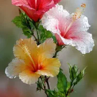 یه گونی نون خشکه تمیز