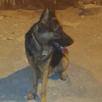 سگ ژرمن گم شده