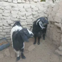 گتاچ خوب|حیوانات مزرعه|سراوان, |دیوار