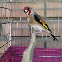 سهره و قناری