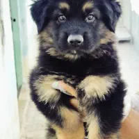 فروش توله سگ شیانلو شجره دار ژرمنی