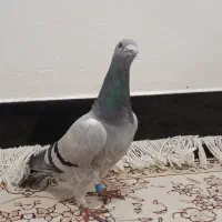 کبوتر زیبا و اهلی