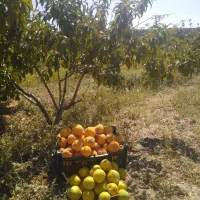 ویلا باغ صوفیان نعمت الله|فروش خانه و ویلا|صوفیان, |دیوار