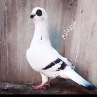 شامی کاغذی چشم سرمه