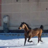 اسب نریان