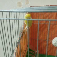 قناری|پرنده|محمدشهر, شهرک پیام (مهرالبرز)|دیوار