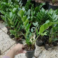 گل زاموفیلیا