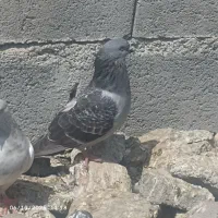 کبوترپرشی|پرنده|میناب, |دیوار