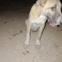 توله ۴ماه سرابی ماده اصیل سرپنجه