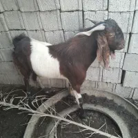 بز. نر به فروش میرسد|حیوانات مزرعه|شادگان, |دیوار