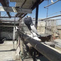 تعداد ۵۰ عدد کبوتر پرشی روهم