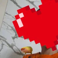 طوطی برزیلی ماده باهوش|پرنده|ری, هاشمآباد|دیوار