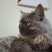 واگذاری گربه