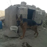 فروش فوری ژرمن شپهرد آماده جفت گیری ماده|سگ|چهارباغ, |دیوار