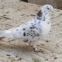 کفتر تهرونی کفتر پرشی  سینه سیاه شازده