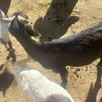 گوسفند|حیوانات مزرعه|دورود, |دیوار
