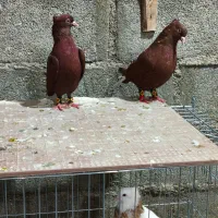 دمسفید|پرنده|اشکنان, |دیوار