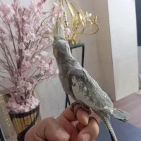 عروس هلندی