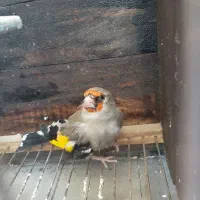 سهره معاوضه با قناری|پرنده|قوچان, |دیوار