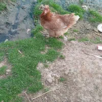 مرغ و خروس|حیوانات مزرعه|رشت, استادسرا|دیوار