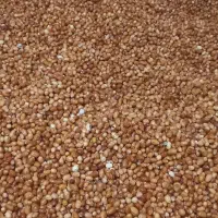 سنجد|خوردنی و آشامیدنی|دلیجان, |دیوار