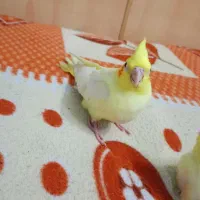 عروس هلندی کوچیک بزرگ زیر قیمت بازار