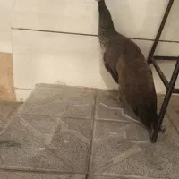 طاووس|پرنده|مشهد, شهرک شهید باهنر|دیوار