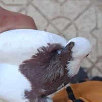 کفتر|پرنده|نیشابور, شهرک اندیشه|دیوار