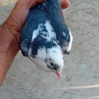 کفتر بوم معاوضه و فروش|پرنده|چناران, |دیوار