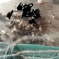 جوجه مرغ و اردک