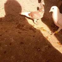 کفتر|پرنده|چناران, |دیوار