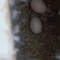 طوطی برزیلی پرنده