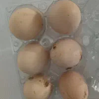 تخم مرغ لاری