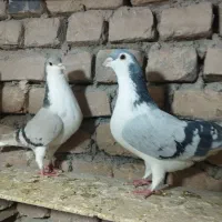 کبوترساده|پرنده|زبرخان, |دیوار