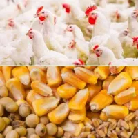 کارگر مرغداری