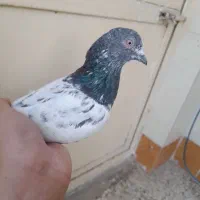 فروش کبوتر|پرنده|خان ببین, |دیوار