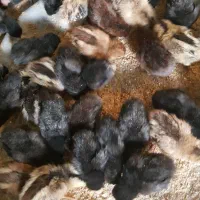 جوجه مرغ عربی اصل بشرط کرک ۸روزه|حیوانات مزرعه|بندر ماهشهر, |دیوار