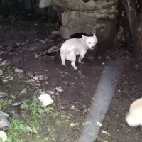 سگ اشپیتز|سگ|سنگر, |دیوار