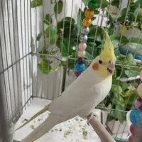 یک جفت عروس هلندی