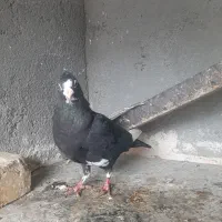 پرنده کبوتر|پرنده|تربت‌حیدریه, کلاته توکلی|دیوار