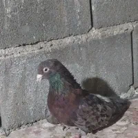 کفتر سرور اتیشی