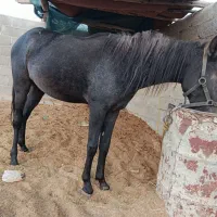 کره اسب|اسب و تجهیزات اسبسواری|گله دار, |دیوار