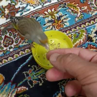 سهره قناری دستی|پرنده|فردیس, شهرک ناز|دیوار