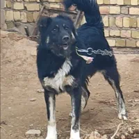 سگ قهدریجان|سگ|اسفرورین, |دیوار