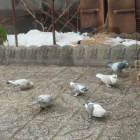 ساتن سبز  سار