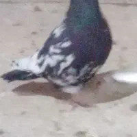 تعدادی کفتر قاطی|پرنده|شیراز, نیستان|دیوار